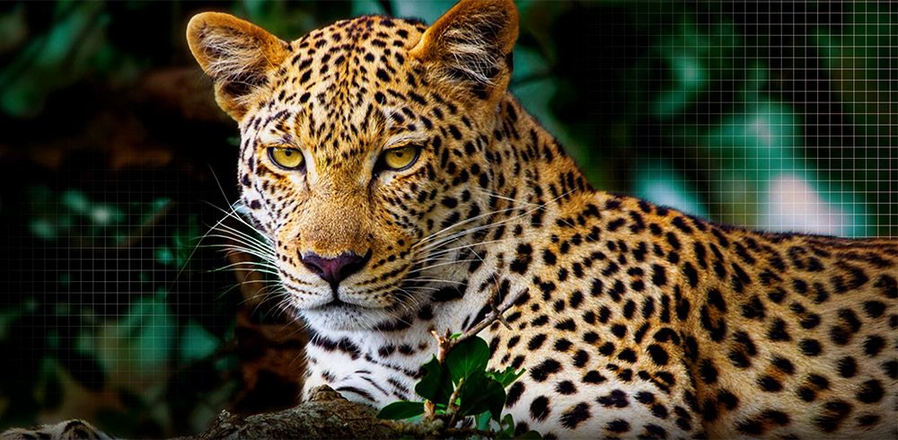 AI Picture Pro là công nghệ nổi bật trên dòng tivi này không thể bỏ qua