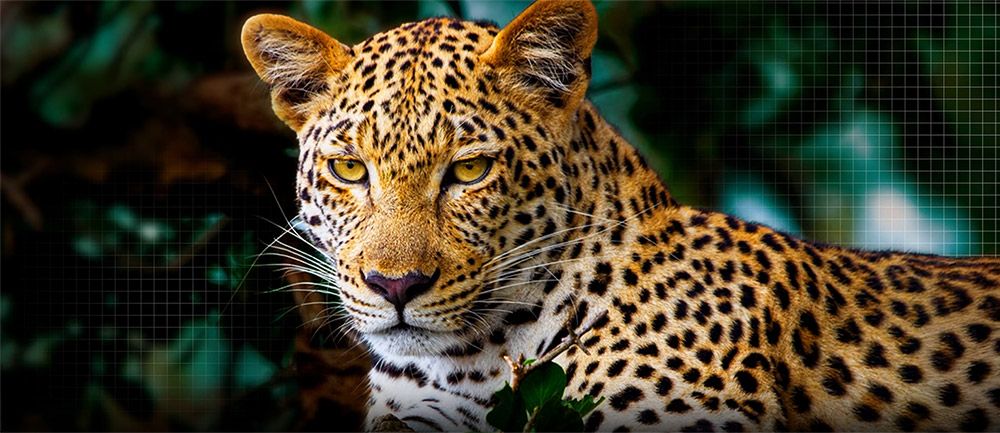 Công nghệ AI Picture Pro với AI Super Upscaling, AI Perceived Object Enhancer và OLED Dynamic Tone Mapping